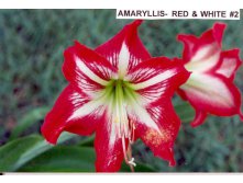 Amaryllis Red with White Star #02.jpg