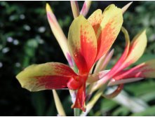 Canna Lily, tama-tulipa 04.JPG