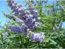 Chaste Tree - Vitex agnes-castus (4).jpg