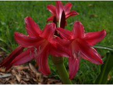 Crinum Lorraine Clark - Alani Davis photo (2).jpg