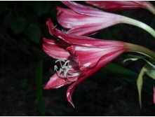 Crinum Lorraine Clark  with white streaks - Alani Davis photo (3).JPG