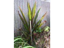 Crinum Procerum red-leaved #03 (3).JPG