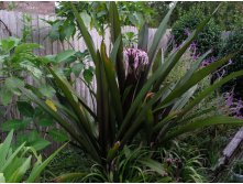 Crinum Procerum Red-leaved #05  (1).JPG