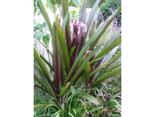 Crinum Procerum Red-leaved #05 (2).JPG