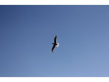 IMG_0919.JPG