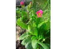 примула, выращена из семян мною