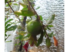 плод граната