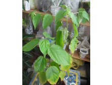 ховения, конфетное дерево