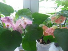 два абутилона