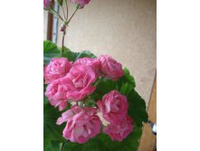   - Swanland Pink-Australien Pink Rosebud.JPG