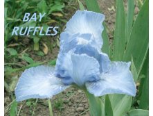 Bay ruffles.jpg 