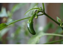 jalapeno 