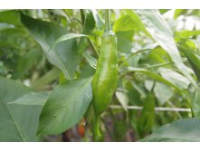   Aji Habanero