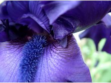 Blue_Bearded_Iris,_Detail_Close-up_Photo.jpg