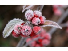 flowers_under_frost (1).jpg