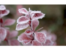 flowers_under_frost (2).jpg