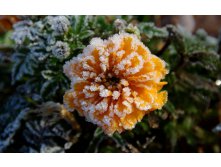 flowers_under_frost (9).jpg