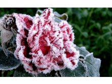 flowers_under_frost (11).jpg