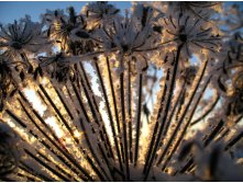 flowers_under_frost (13).jpg