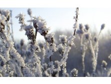 flowers_under_frost (17).jpg