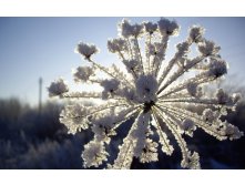 flowers_under_frost (19).jpg