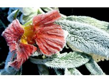 flowers_under_frost (21).jpg