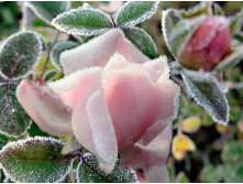 flowers_under_frost (24).jpg