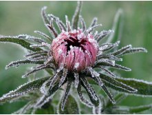 flowers_under_frost (25).jpg