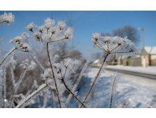 flowers_under_frost.jpg