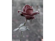 rose-frost_007_1.jpg