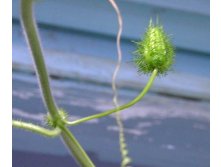 Passiflora_foetida.jpg