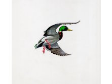 Illustration_Mallard_in_Flight_Mallards_Anas_Ducks_Anatidae_Anseriformes_Birds_Vertebrates_b.jpg