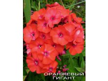 флокс оранж