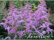 аметист.jpg
