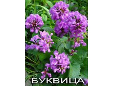 Буквица крупноцветковая
