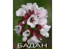 Бадан стеллера