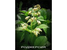 Роджерсия.jpg