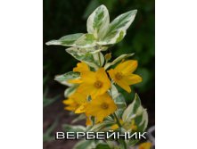 Вербейник пестролистный.jpg