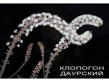 Клопогон.jpg