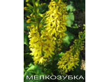 Бузульник мелкозубка.jpg