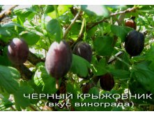 Крыж.jpg