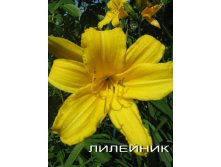 Лилейник ж ранний к.jpg