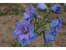 IMG_4547BlueLace.JPG