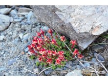   (Rhodiola algida)