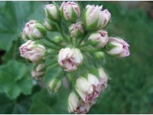 Millfield Rose   .JPG