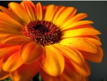 Orange_Gerbera_Daisy_resize.jpg