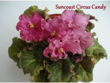 Suncoast circus candy