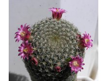 Mammillaria matudae 12.06.2010