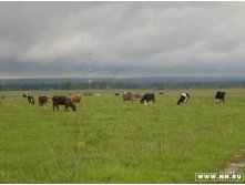 ПОле, коровы и страшное небо