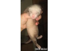 наш мальчик